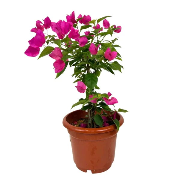 Bougainvillea