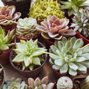 Succulents & Cacti