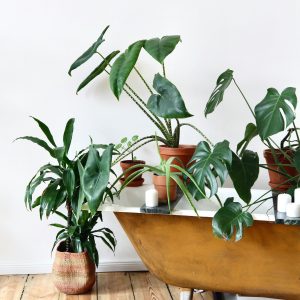 Indoor Plants