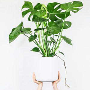 Monstera Deliciosa