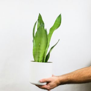 sansevieria