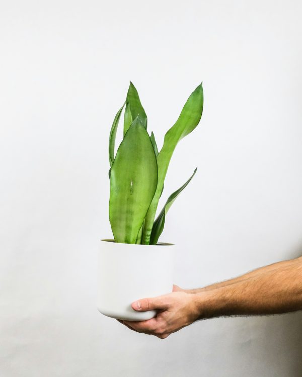 sansevieria